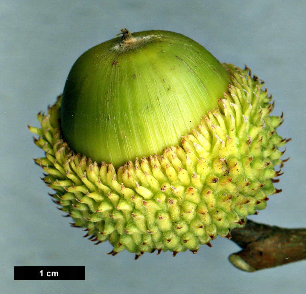 High resolution image: Family: Fagaceae - Genus: Quercus - Taxon: ×libanerris - SpeciesSub: 'Trompenburg' (Q.cerris × Q.libani)